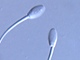 Spermie