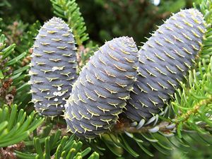 Abies koreana (jedle korejská)