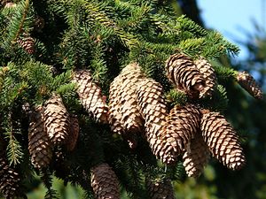 Picea abies (smrk ztepilý).