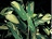 Ctenanthe burle-marxii