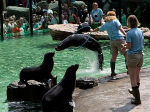 Lachtani v nové expozici pražské ZOO.