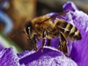 Evropské včely decimují pesticidy. Brusel je zakáže Česku navzdory | Lidovky.cz - Firmy a trhy Včela - ilustrační foto