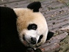 Panda (ilustra�n� foto)