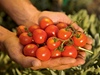 Cherry rajčata