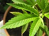 Marihuana v květináči (ilustrační foto) | na serveru Lidovky.cz | aktuální zprávy Marihuana v květináči (ilustrační foto) | na serveru Lidovky.cz | aktuální zprávy