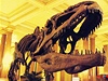 Kostra dinosaura (ilustrační foto) | na serveru Lidovky.cz | aktuální zprávy Kostra dinosaura (ilustrační foto) | na serveru Lidovky.cz | aktuální zprávy