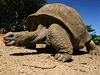 Velká želva (Cylindraspis genus) | na serveru Lidovky.cz | aktuální zprávy Velká želva (Cylindraspis genus) | na serveru Lidovky.cz | aktuální zprávy
