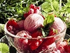 Ovocný sorbet - ilustrační foto | na serveru Lidovky.cz | aktuální zprávy Ovocný sorbet - ilustrační foto | na serveru Lidovky.cz | aktuální zprávy