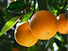 Pomeran� (ilustra�n� foto)