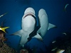 Pot�p�n� na Cayo Largo, Kuba.