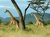 �irafy v NP Serengeti.