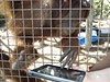 Orangutani v Miami používají iPady ke komunikaci | Lidovky.cz - Zajímavosti Orangutani díky iPadům komunikují s ošetřovateli
