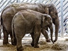 Pražská zoo přivítala slonici Donnu s dcerou Tonyou | Lidovky.cz - Zajímavosti Pražská zoo přivítala slonici Donnu s dcerou Tonyou