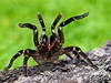Bělorusko trápí tarantule, kobylky i agresivní bobři | Lidovky.cz - Zajímavosti Tarantule (ilustrační foto)
