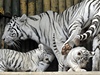 Tyg�í rodinka v liberecké zoo. | na serveru Lidovky.cz | aktu�ln� zpr�vy