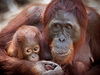 Orangutan s mládětem (ilustrační foto). | na serveru Lidovky.cz | aktuální zprávy Orangutan s mládětem (ilustrační foto). | na serveru Lidovky.cz | aktuální zprávy
