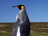 Drsná příroda a kolonie tučňáků. Co můžete vidět na Falklandech? | Lidovky.cz - Cestování Nej tipy Na Falklandech můžete spatřit i kolonie tučňáků královských