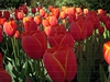 Nezapomenuteln� z�itek nab�z� n�v�t�vn�kovi kv�tinov� zahrada Keukenhof.