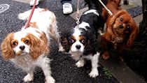 Bad to the bone? Or victims of ‘leash aggression’? | na serveru Lidovky.cz | aktuální zprávy Bad to the bone? Or victims of ‘leash aggression’? | na serveru Lidovky.cz | aktuální zprávy