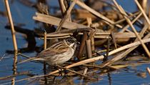 The marsh-loving reed bunting gets low marks for sexual loyalty — but a distant US cousin holds the title of world’s most promiscuous bird | na serveru Lidovky.cz | aktuální zprávy The marsh-loving reed bunting gets low marks for sexual loyalty — but a distant US cousin holds the title of world’s most promiscuous bird | na serveru Lidovky.cz | aktuální zprávy