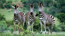 Zebra stepní (Equus quagga) je nejrozšířenějším druhem zeber. Její vzácnější poddruh, zebra kvaga (Equus quagga quaga), který měl pruhování jen na hlavě a na krku, dnes už vyhynul. | na serveru Lidovky.cz | aktuální zprávy Zebra stepní (Equus quagga) je nejrozšířenějším druhem zeber. Její vzácnější poddruh, zebra kvaga (Equus quagga quaga), který měl pruhování jen na hlavě a na krku, dnes už vyhynul. | na serveru Lidovky.cz | aktuální zprávy