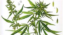 Zakleté rostlinky konopí (cannabisu) doprovázejí lidstvo nejméně od časů Hérodotových. | na serveru Lidovky.cz | aktuální zprávy Zakleté rostlinky konopí (cannabisu) doprovázejí lidstvo nejméně od časů Hérodotových. | na serveru Lidovky.cz | aktuální zprávy