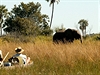 Delta Okavango. Safari z vody má úplně jiné kouzlo, než safari z auta. | na serveru Lidovky.cz | aktuální zprávy Delta Okavango. Safari z vody má úplně jiné kouzlo, než safari z auta. | na serveru Lidovky.cz | aktuální zprávy