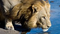 Lvi se museli v deltě Okavango přizpůsobit naprosto odlišným přírodním... | na serveru Lidovky.cz | aktuální zprávy Lvi se museli v deltě Okavango přizpůsobit naprosto odlišným přírodním... | na serveru Lidovky.cz | aktuální zprávy