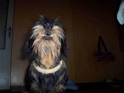 Himmelová - Dasta 3