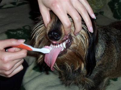 Himmelová - Dasta 4