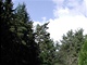 wood forrest lesy