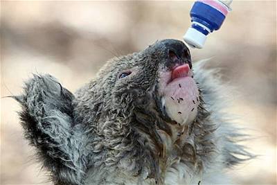 Švehla - Austrálie - žíznivý koala 2