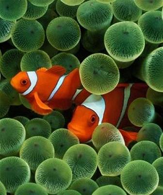 �vehla - Austr�lie - clownfish 2