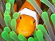 Švehla - Austrálie - clownfish 1