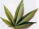 marihuana