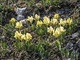 Krakonoš iris 5